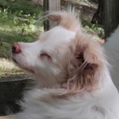 Anebriate's profile picture. The Novel Rememberer