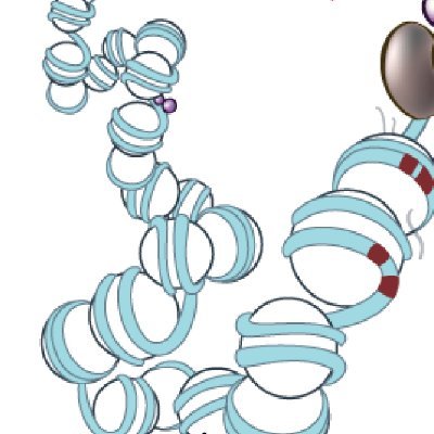 We do not know the function of the far majority of our genome, limiting our ability to diagnose and treat patients. Our lab seeks to solve this.