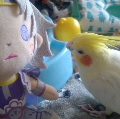 hiroka63114's profile picture. 絶版おじさんの中の人大好き
FF4のセシル好き高じて程嶋しづマさんが出演する舞台にもハマる
アケディアはセシルをまーったりメインにしてたらしい
愛鳥はオカメインコ(女の子)のチョコボさん
ヘッダーは桜こより様(@sakura_koyori)より🥰