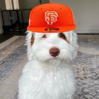 @SFGiantsMemes(@SFGiantsMemer) 's Twitter Profile Photo