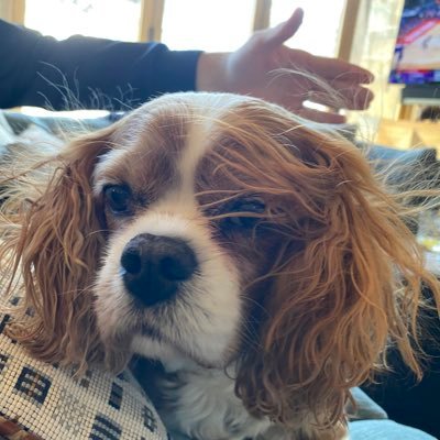Love my Cavalier “Winston” 🐶storm chasing🌪photography📷 politics 🌊 traveling ✈️ Truth matters, even on Twitter