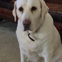 NOT POLITICALLY CORRECT (@billhen69323131) 's Twitter Profile
