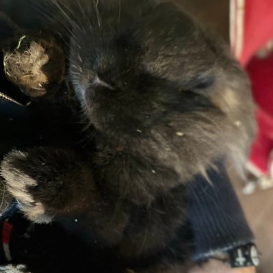 eleutheremarcus's profile picture. #recherche, #politique, #interêtgénéral, #Corse #foi et #Machiavel