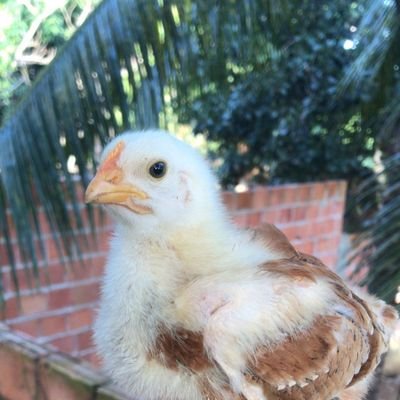 Mega09338245511's profile picture. Apenas para diversão!