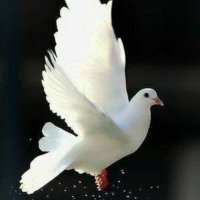 fuat (@fuat3497119610) Twitter profile photo