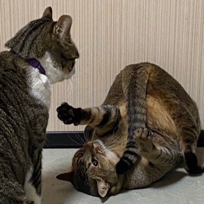 彫刻刀でイナワシロン作る人。家族はPちゃんとさぶ、よしこ。こまちさん仲間入り。イナワシロンとかソフビ集めてます。ヤクルトはむねくん好き😊B'zファン歴四半世紀😆無言フォロー失礼いたします🙇♀️お気軽にフォローしてください❣️
