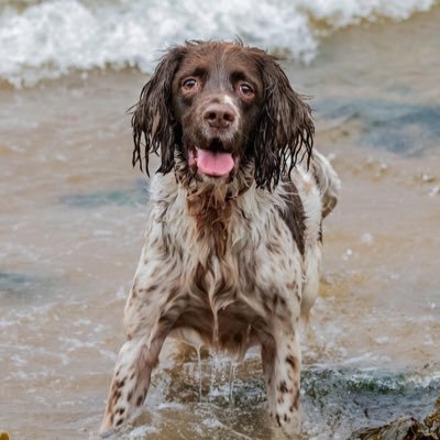 A tennis ball obsessed Springer Spanna who luvs sossiges, zoomies and rollin in stinky stuff! I live wif 2 crazy Cocker Spannas, Rebel and wee Haggis.