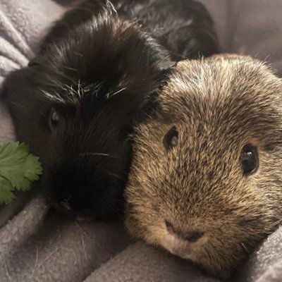 olive (british)さんのプロフィール画像