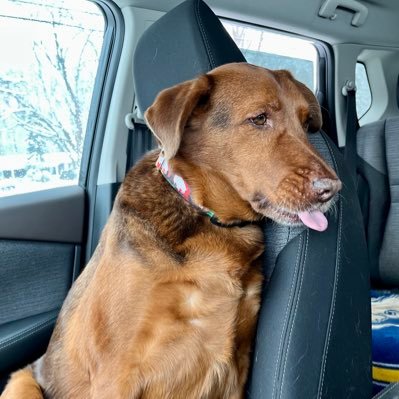 Rescue dog chauffeur• Beverage industry has been.