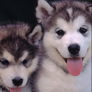 pllum80's profile picture. 