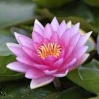Anita Rus (@anitarus3) 's Twitter Profile Photo Anita Rus (@anitarus3) 's Twitter Profile Photo