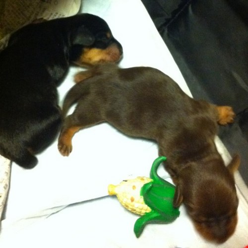 oiking17's profile picture. 慶應/藤島/RUIDO/tortoise/矢実/SD