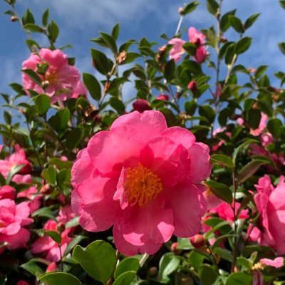 和食 花の茶屋では夏らしいひまわりが生けられています。太陽のようなひまわりを見ていると元気が出てきますね🌻
暑い日が続いておりますが、後半も頑張りましょう✨
私は祖国が大好きです。
私は美しいものが大好きです。
日本が大好きです。🙌🫒🇯🇵🇯🇵🥰