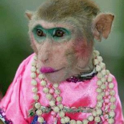 monyet cantik monyet cantik Twitter monyet cantik monyet cantik Twitter