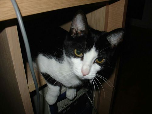 54kalen's profile picture. 