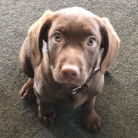 Rolleston (@rollestonosrs) 's Twitter Profile