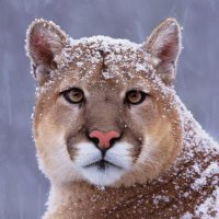 Jason (@realocoeejason) 's Twitter Profile