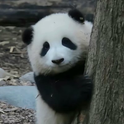 love panda