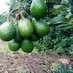 Tanzania Agribusiness and Extension Forum (TAEF) (@taefsamo) Twitter profile photo Tanzania Agribusiness and Extension Forum (TAEF) (@taefsamo) Twitter profile photo