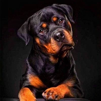 Welcome to @rotti_clubs we share daily #rottweiler contents, Follow us if you really love rottweiler.