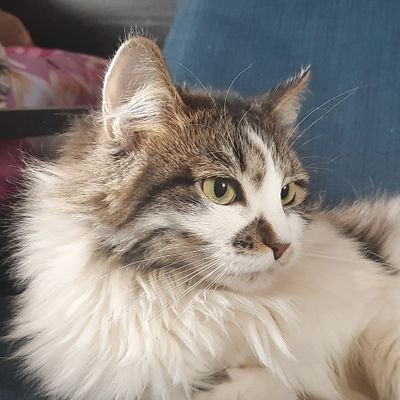 He/him; хорни чел; ретвит не означает одобрения твита