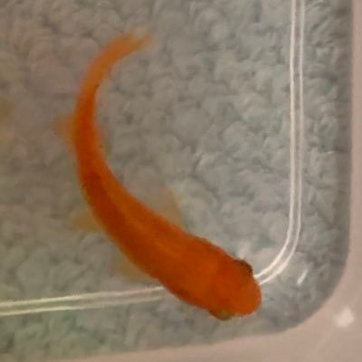 Aoiさんのプロフィール画像