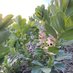 Veldbonen.nl 🌱 (@veldbonen_nl) Twitter profile photo Veldbonen.nl 🌱 (@veldbonen_nl) Twitter profile photo