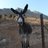Bonerthornton's profile image