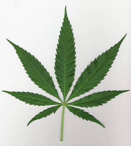 MJ_burningtrees's profile picture. 