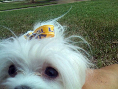 mrs_lolowar's profile picture. 