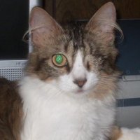 Catrina Dickens (@catrinadickens) 's Twitter Profile