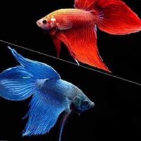 うなぎ (@unagi_taunagi) Twitter profile photo