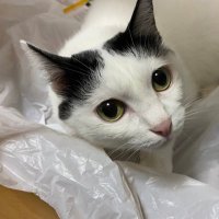 千鳥足 (@c32a32e51) 's Twitter Profile