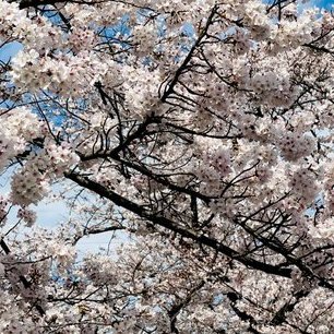 flowerl16579798's profile picture. 早く平和な世界が戻ってきますように 周りのみんながいつまでも幸せで安全でありますように 猫が大好きです