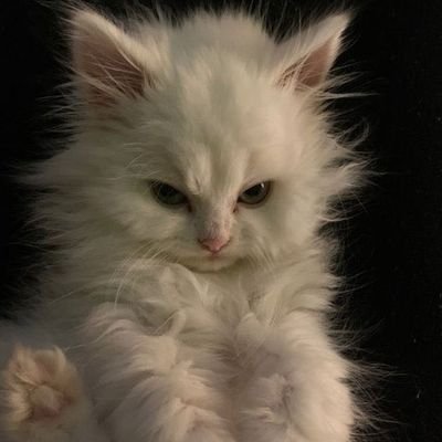 Joji_Jam's profile picture. 🦋