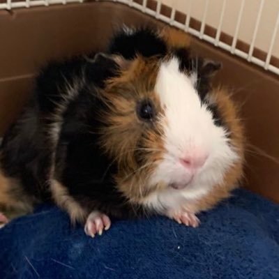 モルモットのいっぷくとだいふく😀 guineapig🐀 please follow me🤗