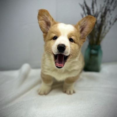 The best American Corgis available for adoption. Centrally located in Missouri. #Corgi #Puppy #Pets