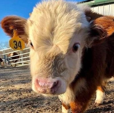 Welcome to Cow Lover Community
We share daily #cow contents
Follow us @cowlovercommu