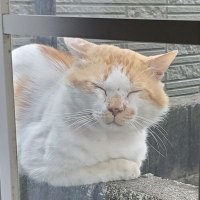 社畜(ゲンタ) (@765_kenta_p) 's Twitter Profile Photo