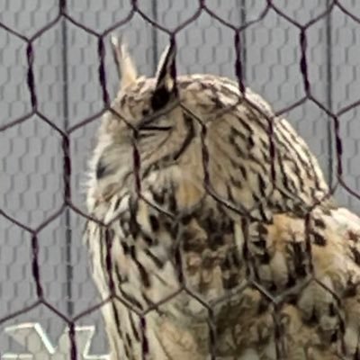 ましろろろさんのプロフィール画像