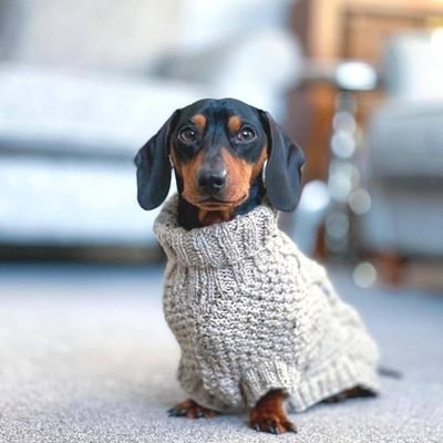 👉Welcome to @dachshunds_07
🐕 We share daily #dachshunds contents,
🐾 Follow us if you really love dachshunds