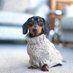 dachshundslover (@dachshunds_07) Twitter profile photo