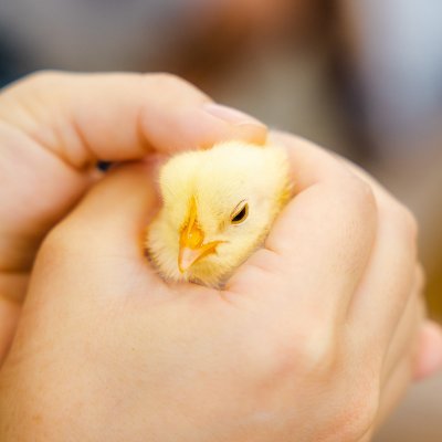 mIsTiNg_pErC's profile picture. せこもとかもこって呼ばれてる変人🐣 雑多垢 🌃市民になりました  20↑