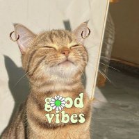 KEYZ さま (@keyzfeed) 's Twitter Profile