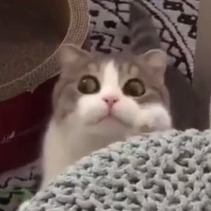 jt_0456's profile picture. (✿◠‿◠) ♡ ૢ(❛◡❛✿) ૢ.