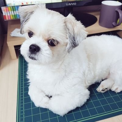 멍돌/피용さんのプロフィール画像