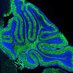 The Yang Lab (@yanglabfccc) Twitter profile photo The Yang Lab (@yanglabfccc) Twitter profile photo