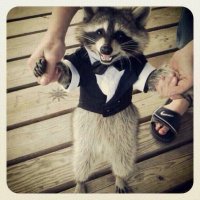 RAMKAL (@ramtin_quf) 's Twitter Profile