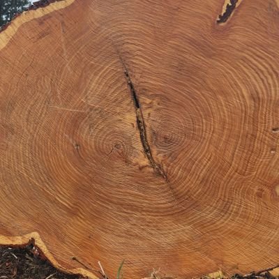 Detroit Resilient Power - TEG supply, firewood, planked lumber  &  logs - 🌬🔥@curiousbank