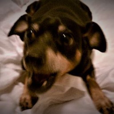 Marcus_Lahetta's profile picture. American Patriot